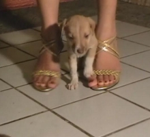 菲女皮裙凉高踩狗 9864dw